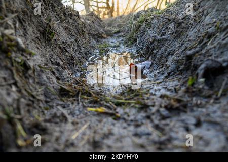 Présence d'eau dans les empreintes des pneus du tracteur. Banque D'Images