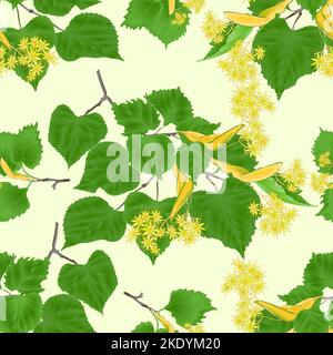 Texture sans couture branche Tilia-Linden tvig avec des feuilles avec des fleurs Linden sur fond blanc vintage vecteur illustration editabe main dessiner Illustration de Vecteur