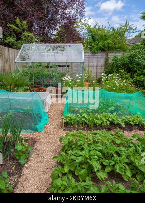Un petit jardin de légumes biologiques amateurs et serre au début de l'été à Somerset, en Angleterre. Banque D'Images