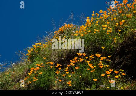 Les coquelicots de Californie Eschscholzia californica en fleur. San Mateo. Grande Canarie. Îles Canaries. Espagne. Banque D'Images