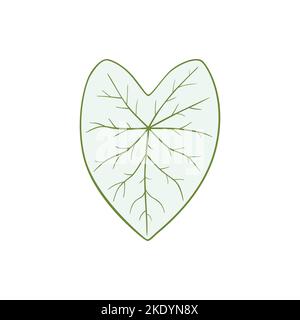 Caladium candidum, feuille blanche avec stries vertes Illustration de Vecteur