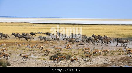 Un grand troupeau de zèbre de Burchell, de bleu sauvage et de springbok traverse les vastes plaines africaines ouvertes avec Etosha Pan au loin. Banque D'Images