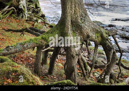 Racines d'arbres exposées par l'érosion des rivières, River Tees, Teesdale, comté de Durham, Royaume-Uni Banque D'Images