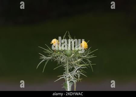 chardon doré tacheté (Scolymus maculatus), Allemagne Banque D'Images