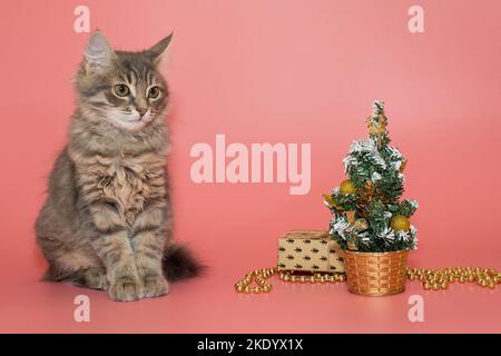 Le chaton gris se trouve sur un fond rose à côté des accessoires de Noël Banque D'Images