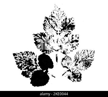 Feuille imprimée avec de l'encre. Pour les dessins sur la nature, les plantes, la vie. Noir isolé sur blanc Banque D'Images