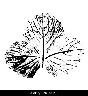 Feuille imprimée avec de l'encre. Pour les dessins sur la nature, les plantes, la vie. Noir isolé sur blanc Banque D'Images