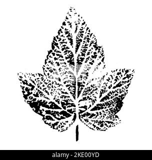 Feuille imprimée avec de l'encre. Pour les dessins sur la nature, les plantes, la vie. Noir isolé sur blanc Banque D'Images
