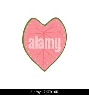 Feuille en forme de coeur rose bicolore de Caladium avec bordure verte Illustration de Vecteur