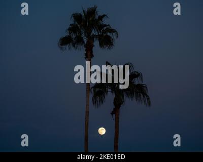 Une pleine lune brille d'une teinte jaune lorsqu'elle s'élève au-dessus de Phoenix Arizona lors d'une nuit d'automne Banque D'Images