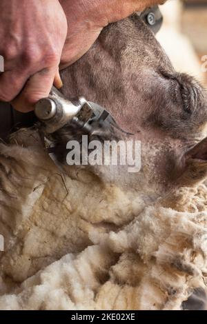 Un gros plan d'une main en cisaillant un molleton d'un mouton à l'aide d'une machine Banque D'Images