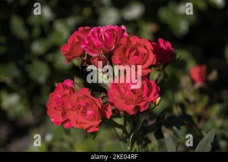 ' Leonie Lamesch ' floribunda rose variété, Rosa rugosa , rose rouge Banque D'Images