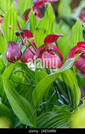 Cypripedium Philipp gx Kentucky Pink, Cypripedium Kentucky Pink, Lady Slipper Orchid Kentucky Pink Banque D'Images