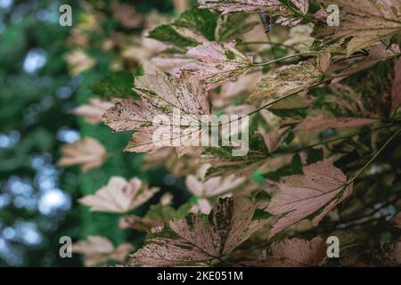 Acer pseudoplatanus - variété d'érable sycamore Nizetii Banque D'Images