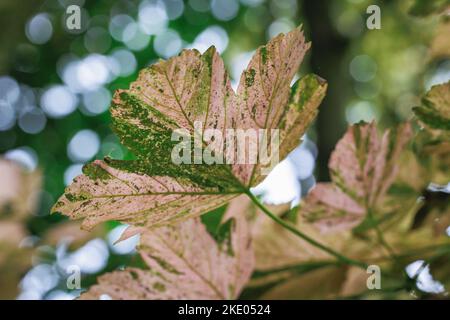 Acer pseudoplatanus - variété d'érable sycamore Nizetii Banque D'Images