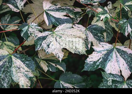 Acer pseudoplatanus - variété d'érable sycamore Nizetii Banque D'Images