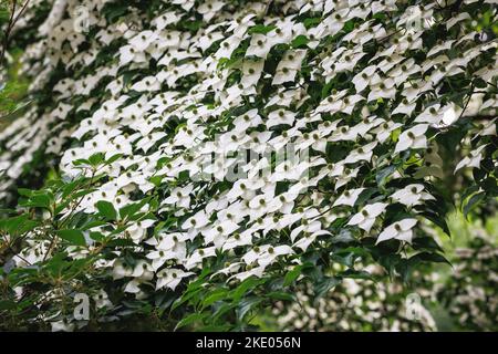 Petit arbre à feuilles caduques de Cornus kousa Banque D'Images