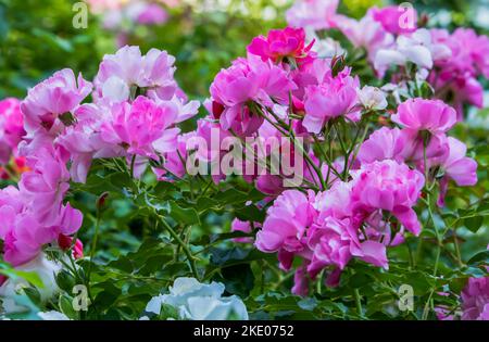 ' Leonie Lamesch ' floribunda rose variété , Rosa rugosa , Rose rose Banque D'Images