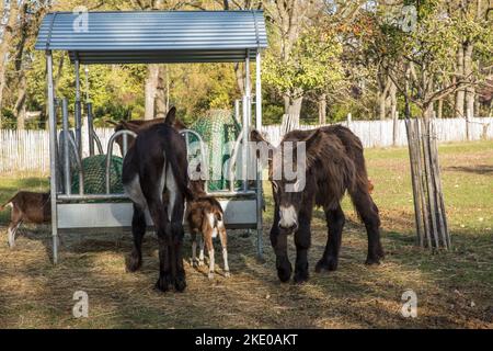 Chèvres et ânes à une station d'alimentation sur un pâturage près de Schermbeck sur la Basse-Rhin, Rhénanie-du-Nord-Westphalie, Allemagne. Ziegen und Esel an einer Futt Banque D'Images