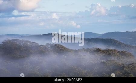 Une vue aérienne des forêts foggy verdoyantes sous les nuages blancs en Australie Banque D'Images