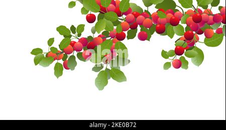 Branche d'arbre, prune de cerise avec fruits mûrs. Plante de jardin avec récolte comestible. Isolé sur fond blanc. Branche avec feuillage et feuilles. Vecteur Illustration de Vecteur