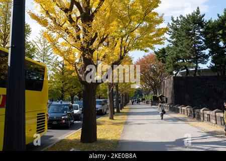 Tokyo, Japon. 9th novembre 2022. Scènes d'automne de Tokyoïtes appréciant le temps d'automne dans les jardins du Palais impérial est alors que les feuilles d'arbre deviennent des couleurs au jardin national de Kokyo Gaien.Chiyoda City est le centre du gouvernement japonais, avec le Palais impérial et la Diète nationale. Le Japon a récemment rouvert ses portes au tourisme après plus de deux ans d'interdiction de voyager en raison de la pandémie COVID-19. Crédit : ZUMA Press, Inc./Alay Live News Banque D'Images