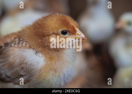 Poussins dans une ferme de poulet en Pologne Banque D'Images