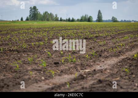 Champ de maïs labouré et semé dans le comté de Wegrow en Pologne Banque D'Images