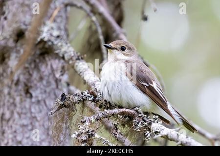 European pied flycatcher Banque D'Images