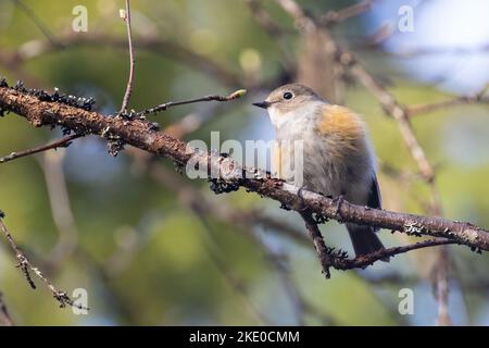 Bush Robin à flanc d'orange Banque D'Images