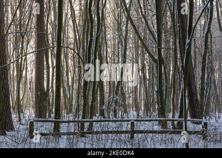 Hiver dans le Groove dans le village de Rogow dans Lodzkie Voivodeship de Pologne Banque D'Images