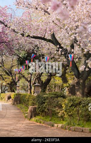 tokyo, japon - avril 06 2022 : Parc Asukayama de la ville d'Oji pendant le festival de printemps de la sakura orné de lanternes en papier sous les cerisiers en fleurs Banque D'Images