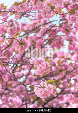 Gros plan sur des branches de cerisiers en fleurs de kanzan japonais roses dans le parc Asukayama de Tokyo célèbre pour son festival de printemps hanami qui a lieu chaque année. Banque D'Images