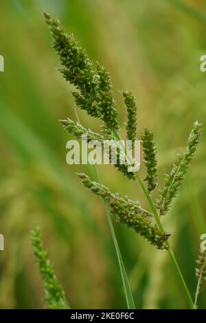 Echinochola crossgalli (également appelé Echinochloa crus-galli, Cockspur) avec un fond naturel. Cette herbe est soumise à la maladie des taches brunes Banque D'Images