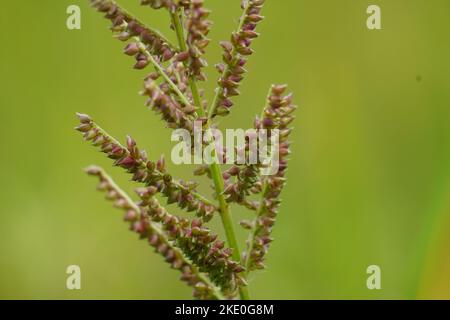 Echinochola crossgalli (également appelé Echinochloa crus-galli, Cockspur) avec un fond naturel. Cette herbe est soumise à la maladie des taches brunes Banque D'Images