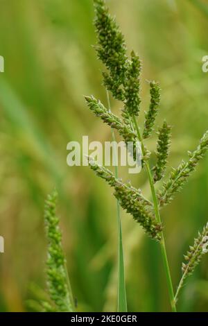 Echinochola crossgalli (également appelé Echinochloa crus-galli, Cockspur) avec un fond naturel. Cette herbe est soumise à la maladie des taches brunes Banque D'Images