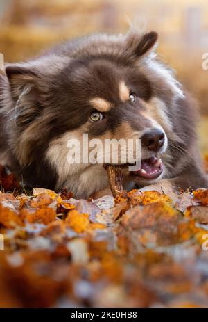 Portrait du chien finlandais de Lapphund et de la personne qui mâche sur le cornet de bois en automne ou en automne Banque D'Images