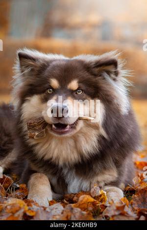 Portrait du chien finlandais de Lapphund et de la personne qui mâche sur le cornet de bois en automne ou en automne Banque D'Images