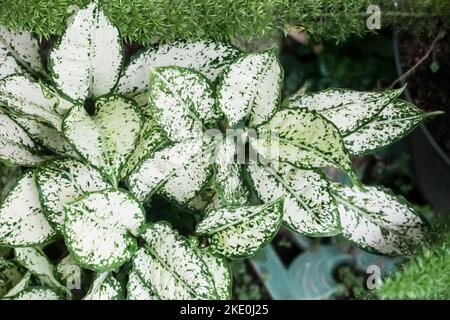 Aglaonema costatum F. foxii cultivar. Maison à pois des tropiques. Habituellement planté dans la cour ou comme une décoration de terrasse. Belle maison p Banque D'Images