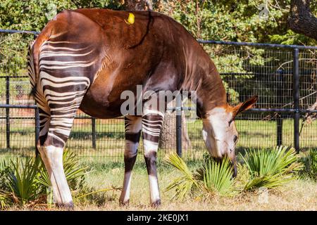 Gros plan sur l'herbe d'Okapi en train de manger à Oklahoma Banque D'Images