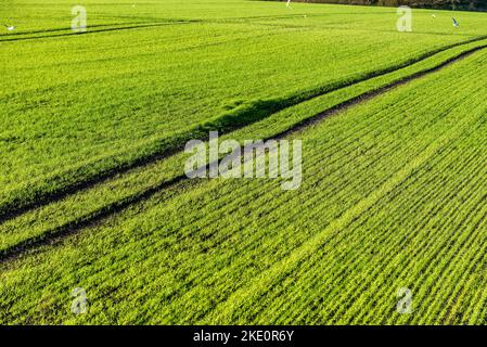 Nouveau champ de blé d'hiver planté de blé d'hiver avec chenilles de tracteur à travers le vert... Banque D'Images