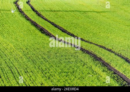 Nouveau champ de blé d'hiver planté de blé d'hiver avec chenilles de tracteur à travers le vert... Banque D'Images