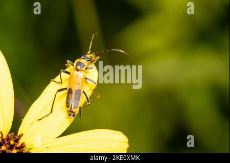 Un gros plan d'un coléoptère de soldat de la verge d'or sur une fleur jaune. Banque D'Images