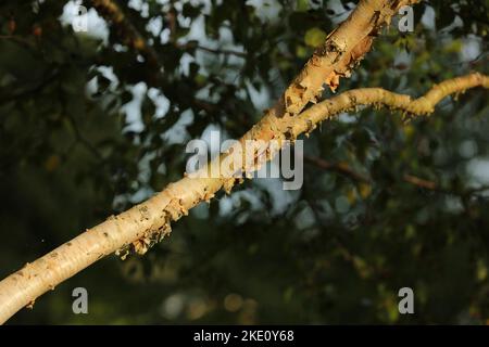 Gros plan de la branche de gommage rose et crème de la moyenne grande pelouse Betula ermanii Grayswood Hill. Banque D'Images