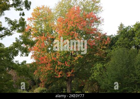 Vue sur un grand arbre de jardin Acer saccharinum avec des feuilles de couleur automnale. Banque D'Images