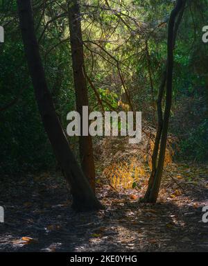 Lever de soleil capturé dans les bois de Donyland, Colchester, Essex. Lumière du matin qui brille à travers les arbres. Banque D'Images