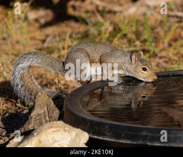 Un écureuil gris (Sciuridae) de l'eau potable dans la forêt de Douvres, Tennessee Banque D'Images