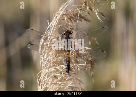 Zierliche Moosjungfer, Weibchen, Leucorrhinia caudalis, lilypad whiteface, femme, la Leucorrhine à grande file d'attente Banque D'Images