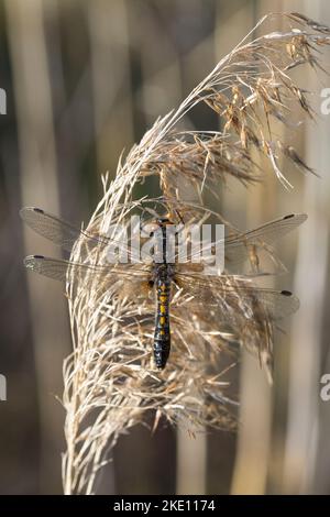 Zierliche Moosjungfer, Weibchen, Leucorrhinia caudalis, lilypad whiteface, femme, la Leucorrhine à grande file d'attente Banque D'Images