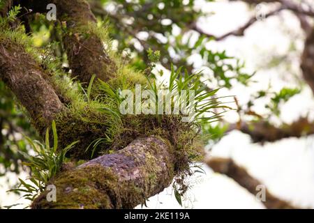 Une broméliade et des plantes de mousse nichées dans une verrière d'arbres dans la jungle costaricaine de Monteverde. Banque D'Images